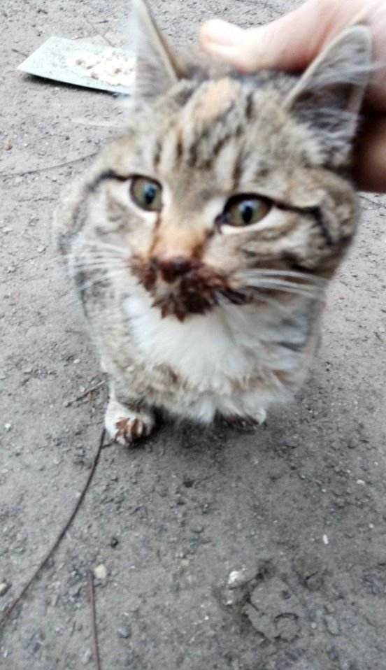 В Днепре избили котенка и сломали ему челюсть: нужна помощь 1
