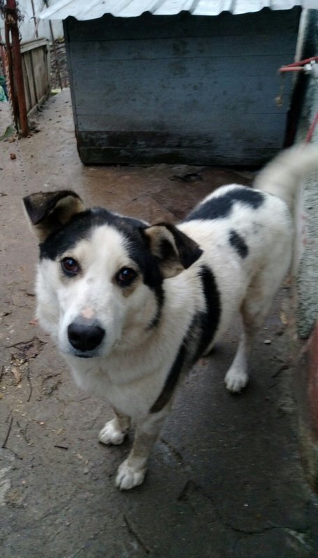 Добрый Бакс