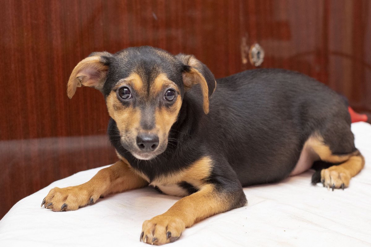 Милая Шоколадка