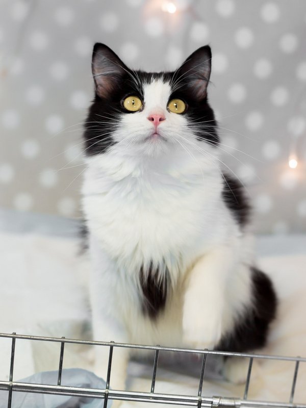 Дружелюбная Фея