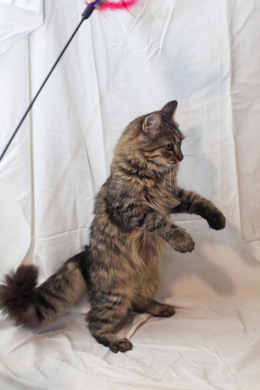 Красавица Эльвира