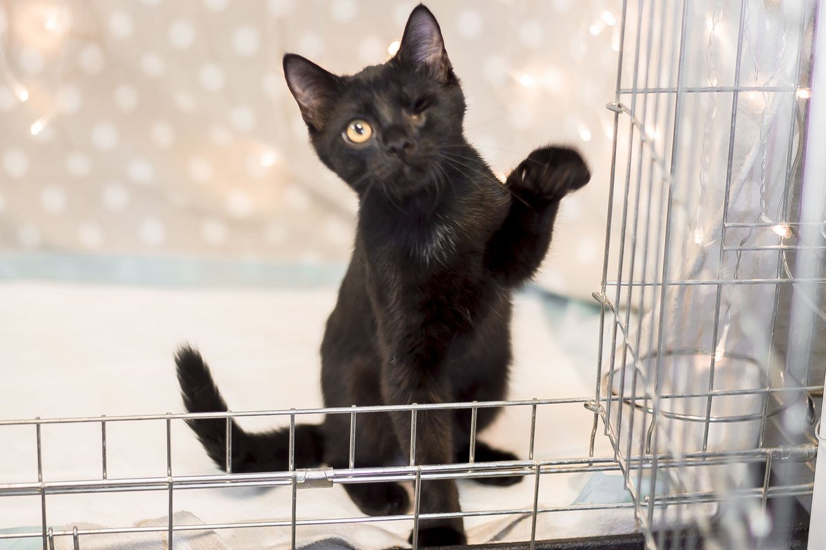 Пират с добрым сердцем