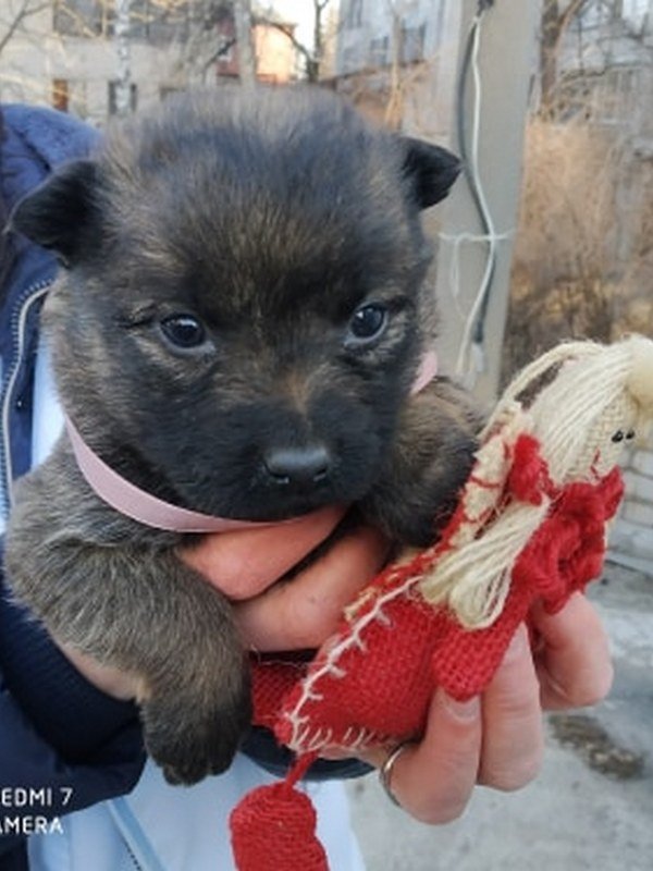 Они ждут своего человека