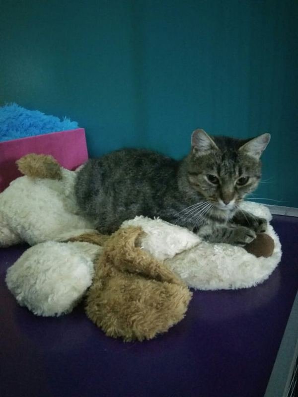 Мама Мурляша