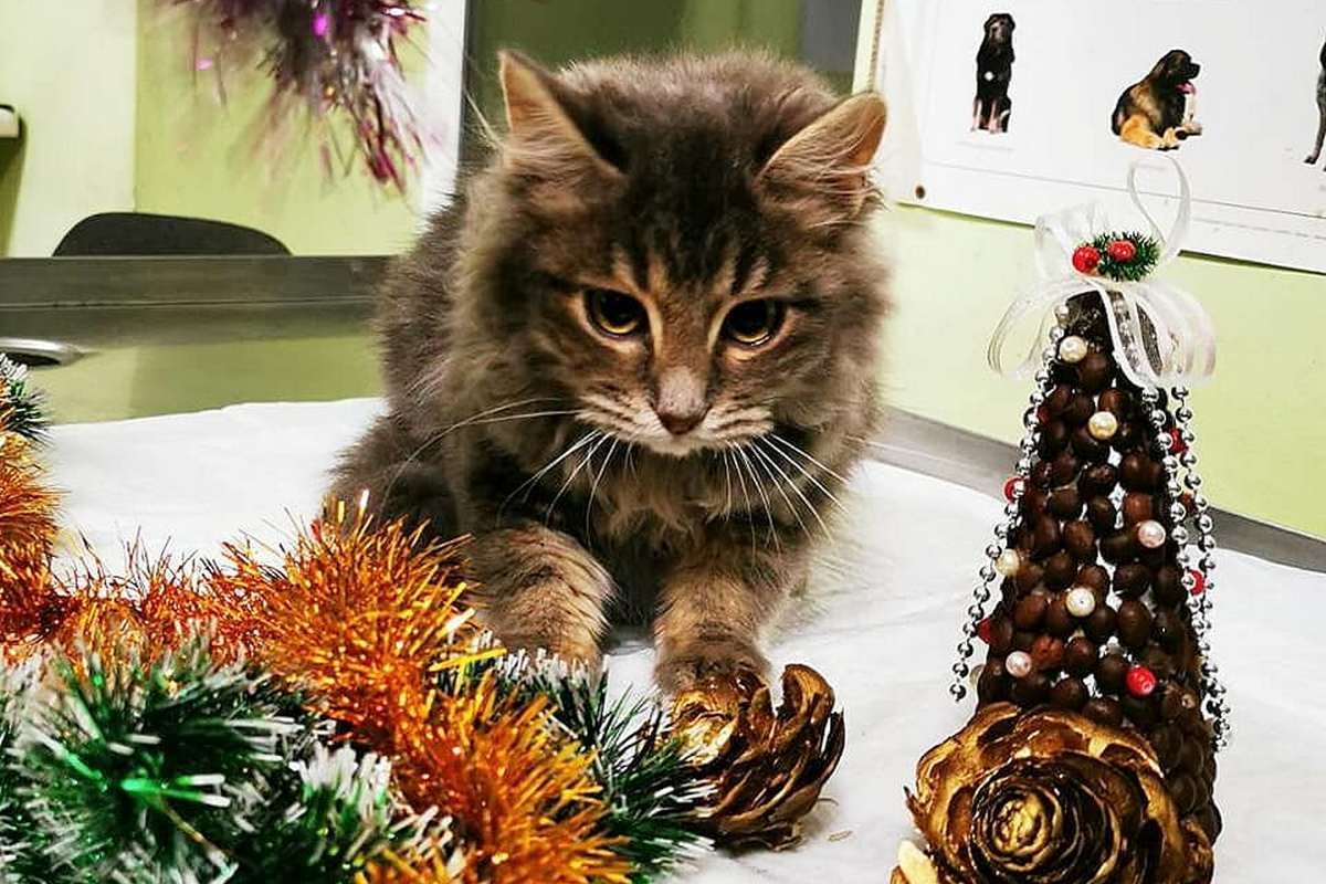 Ласковый котенок