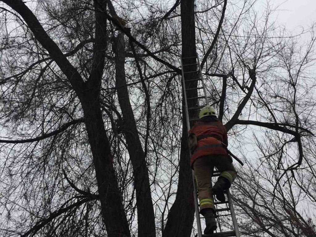 Кота сняли на землю при помощи лестницы