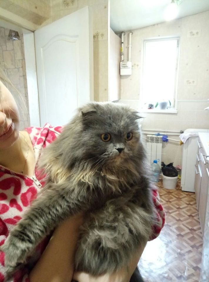 В Днепре на праздники пропало много животных: помогите найти 1