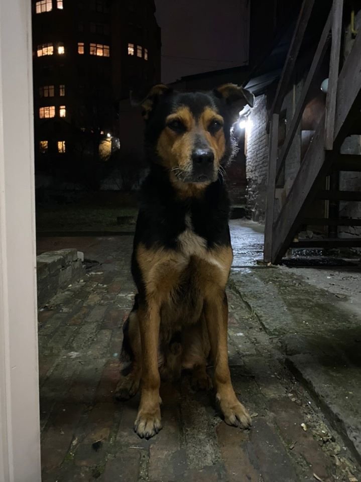 В Днепре на праздники пропало много животных: помогите найти 2