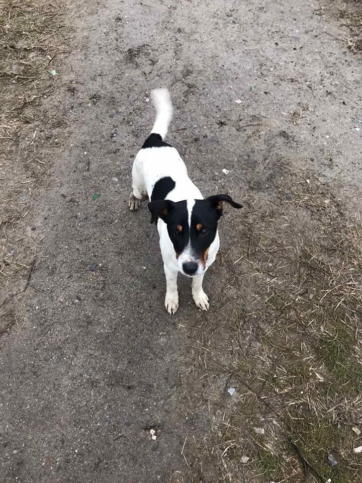 В Днепре на праздники пропало много животных: помогите найти 3