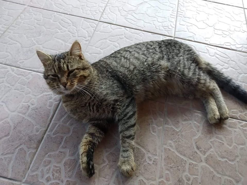 В Днепре на праздники пропало много животных: помогите найти 4