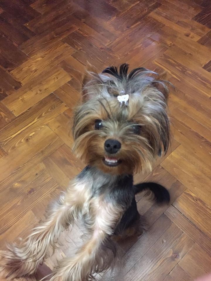 В Днепре на праздники пропало много животных: помогите найти 6