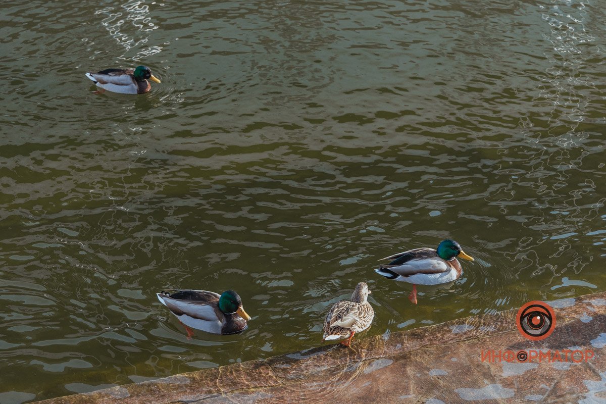 Кстати, уток нельзя кормить хлебом 