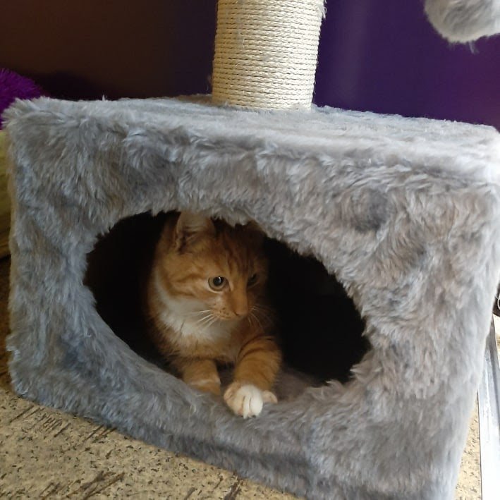 Где в Днепре оставить кота или кошку на время отпуска 1