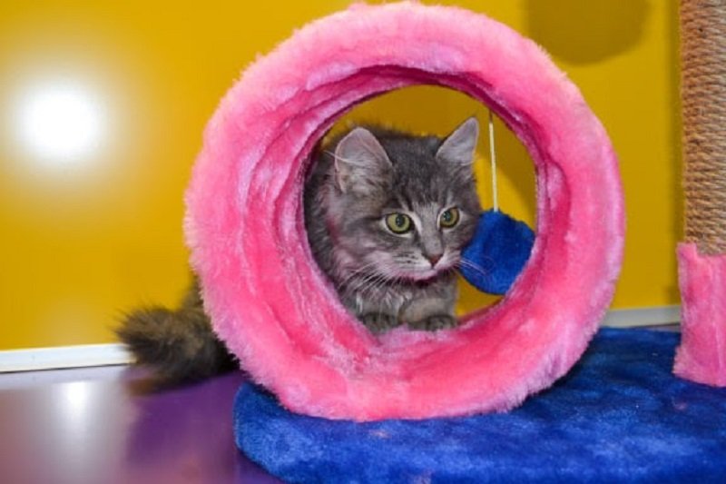 Где в Днепре оставить кота или кошку на время отпуска 2