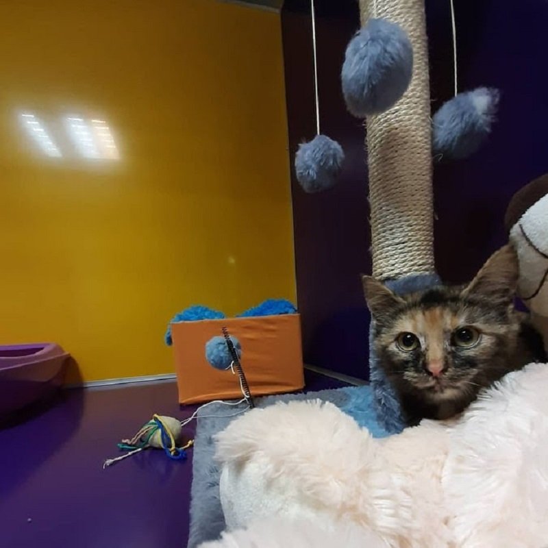 Где в Днепре оставить кота или кошку на время отпуска 3