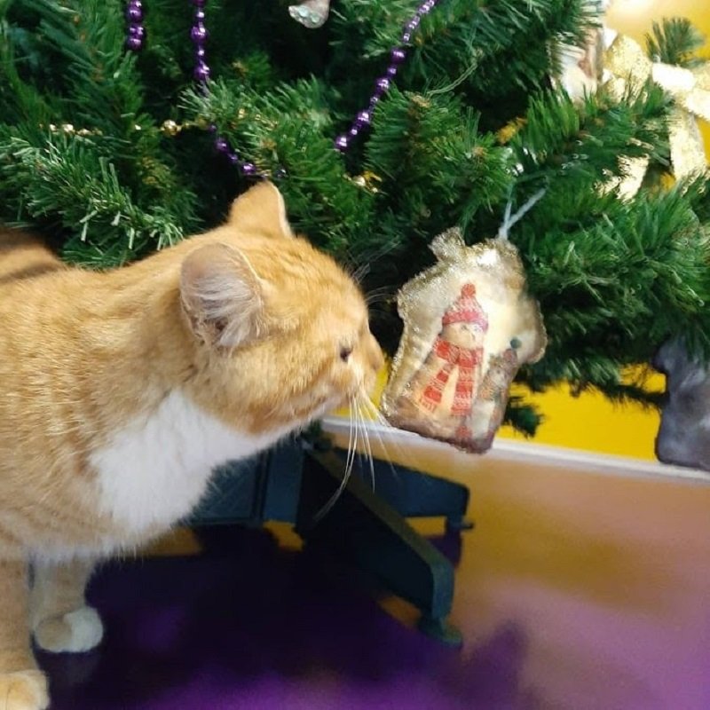 Где в Днепре оставить кота или кошку на время отпуска 4