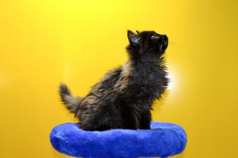 Где в Днепре оставить кота или кошку на время отпуска 5