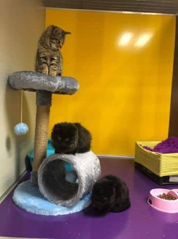 Где в Днепре оставить кота или кошку на время отпуска 6