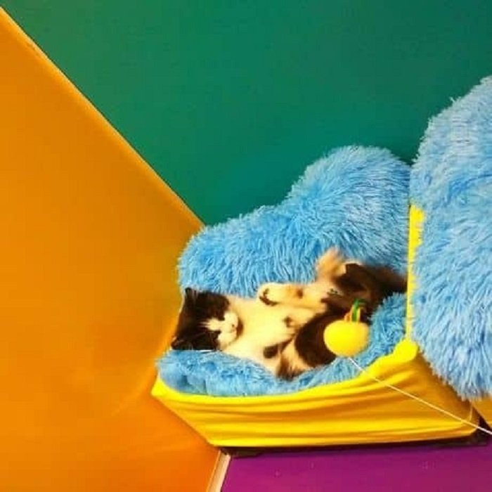 Где в Днепре оставить кота или кошку на время отпуска 7