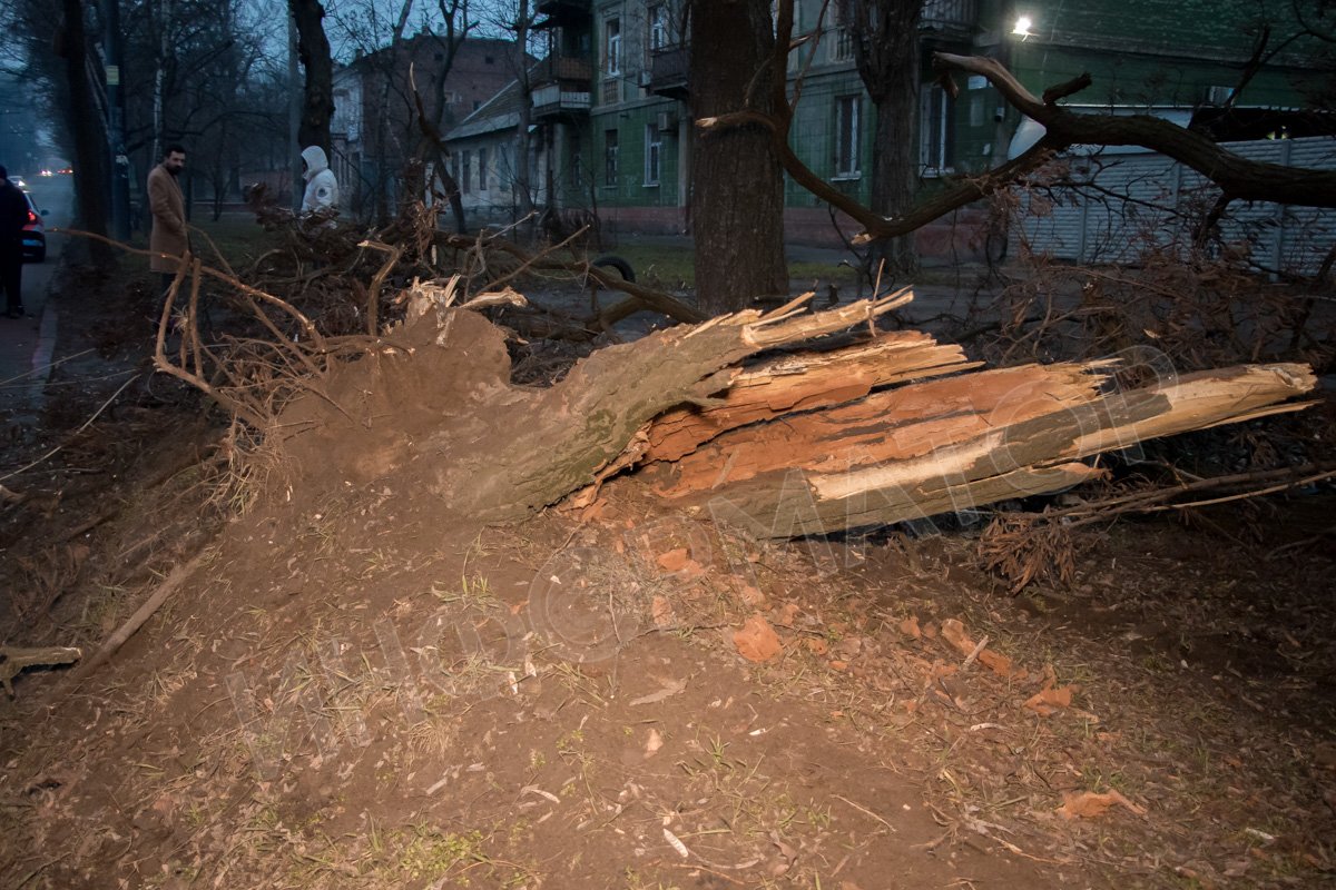 Машина снесла дерево
