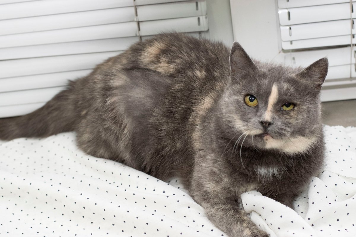 Плюшевая кошечка готова мурчать у вас на ручках днями напролет