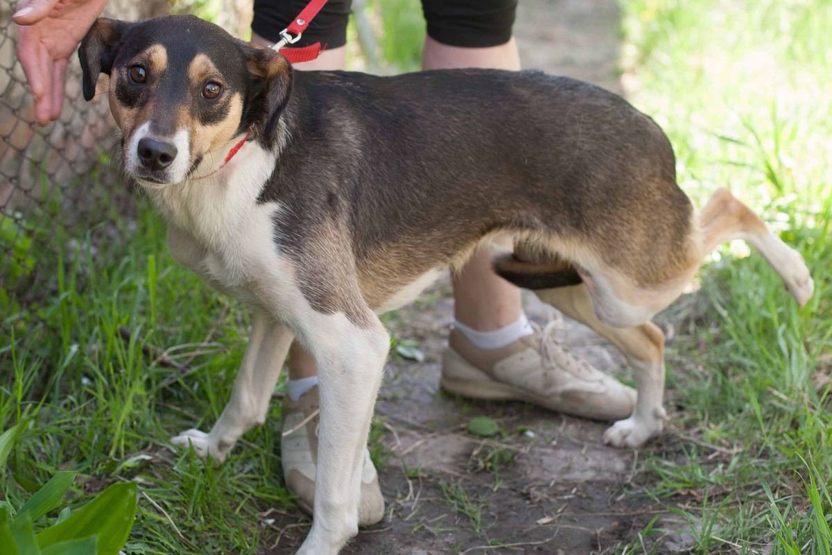 Ей нужно быть рядом с человеком, быть нужной и любимой собакой