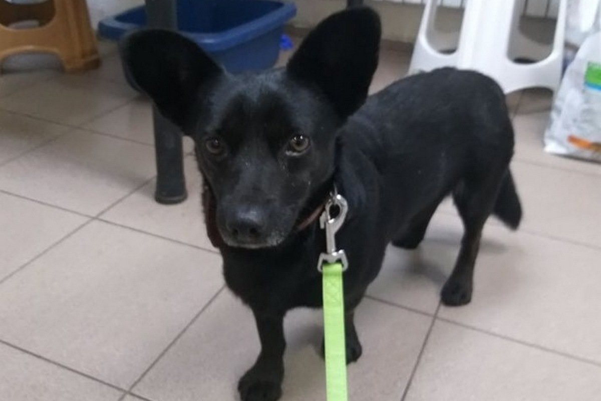 Очень милый и забавный песель хочет стать частью вашей семьи