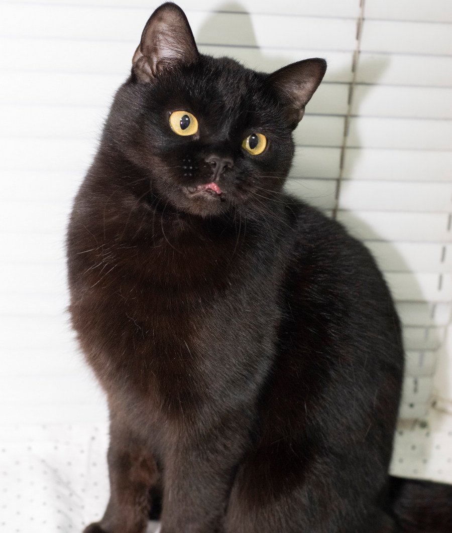 В эту толстушку невозможно не влюбиться