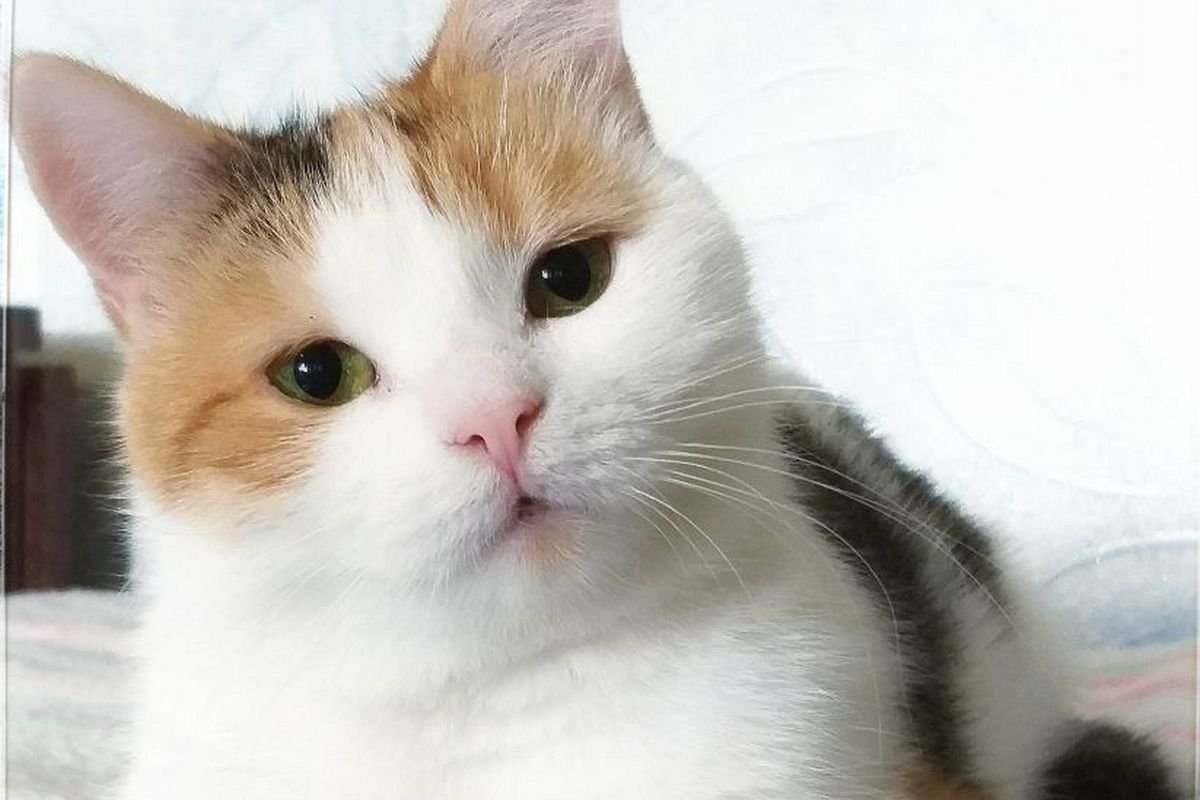 Милейшее создание