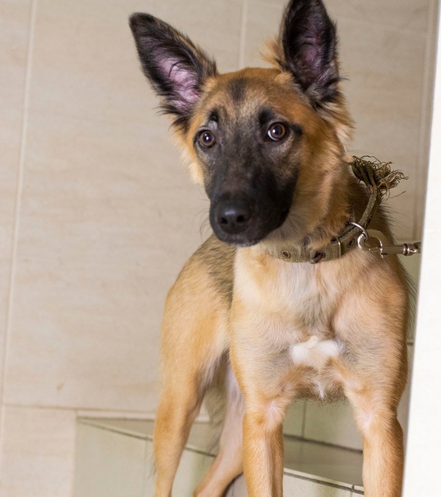 Собака с нескончаемым запасом энергии