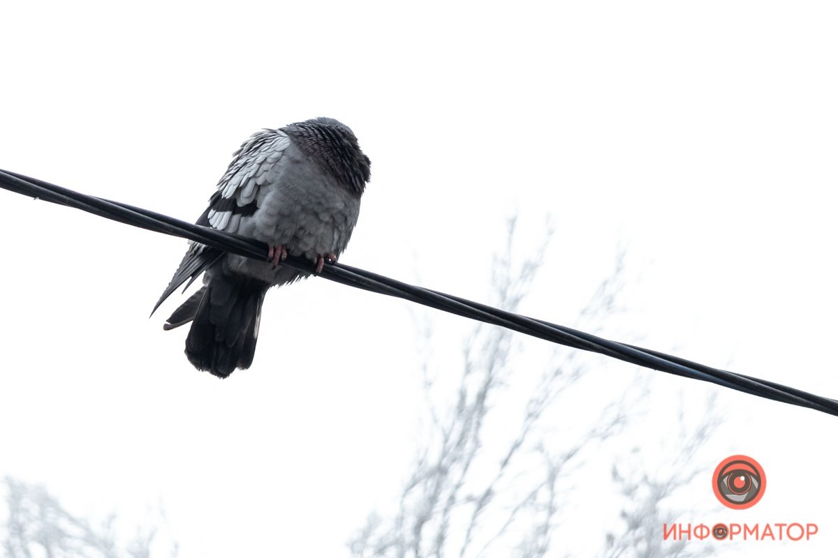 Голуби греются Голуби греются