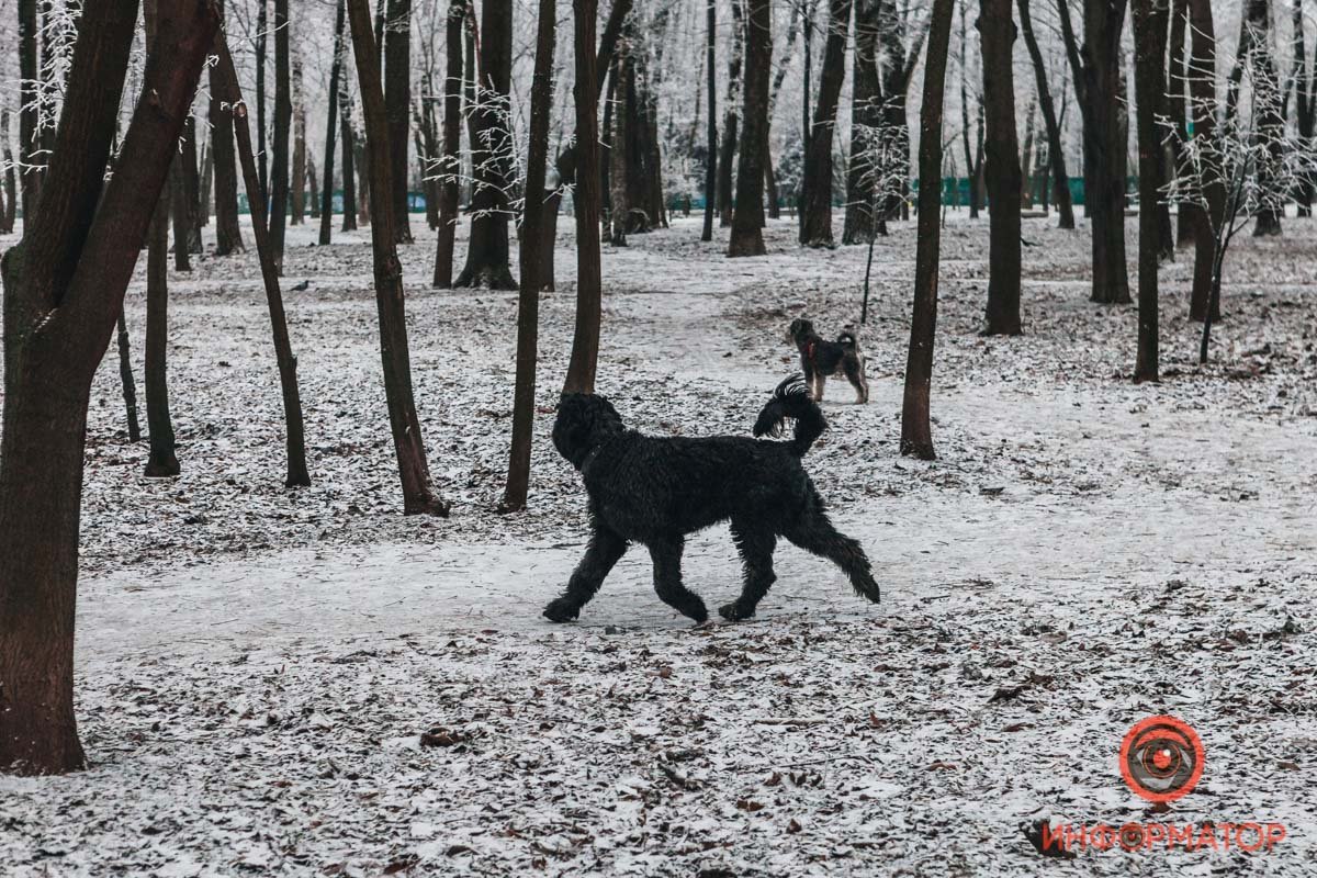 Собака одобряет Собака одобряет