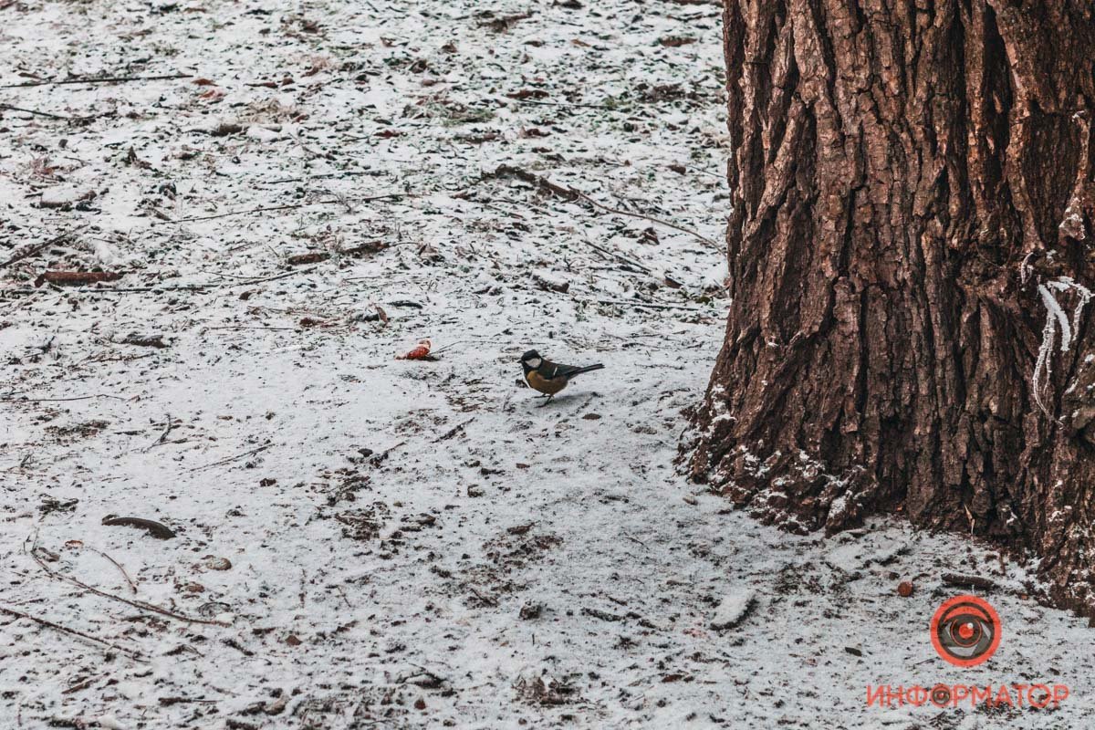 Чик-чирик Чик-чирик