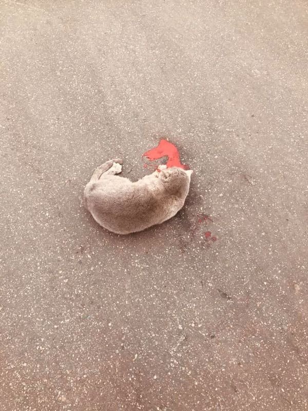 Кошку нашли на пересечении Петрозаводской и Донецкого шоссе Кошку нашли на пересечении Петрозаводской и Донецкого шоссе