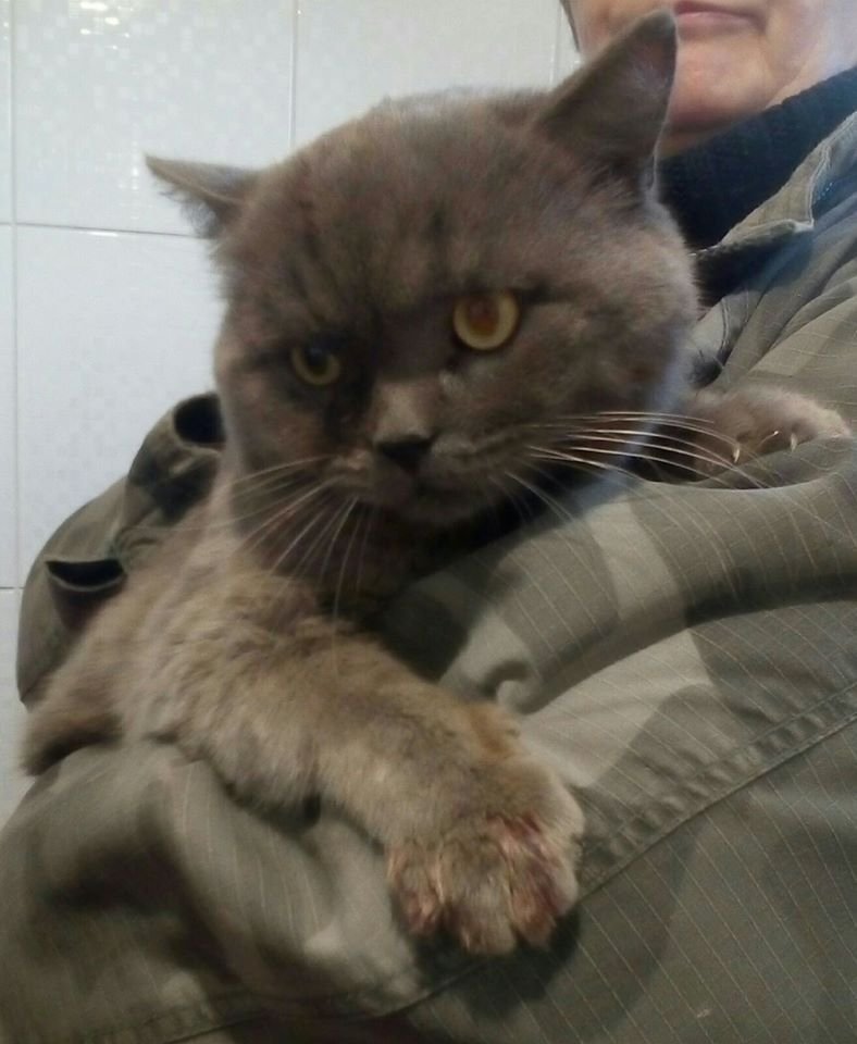 В Днепре пропало много животных: помогите найти 1