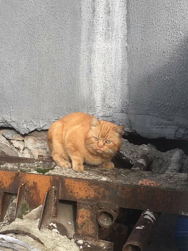 В Днепре пропало много животных: помогите найти 2