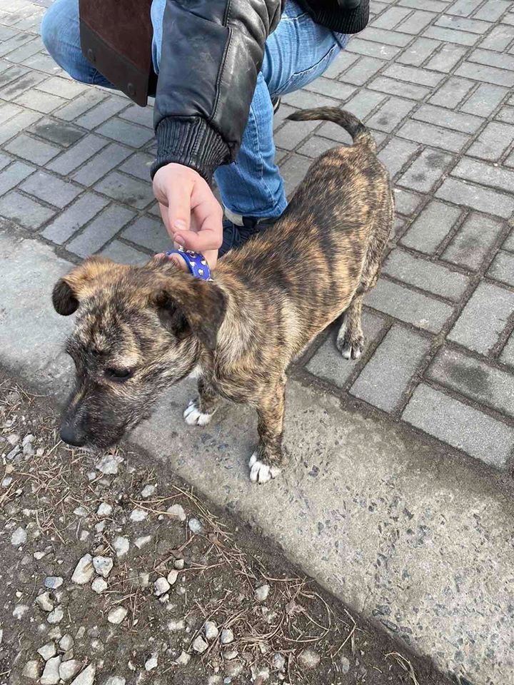 В Днепре пропало много животных: помогите найти 3