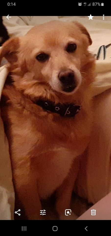 В Днепре пропало много животных: помогите найти 4