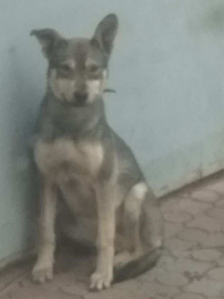 В Днепре пропало много животных: помогите найти 6