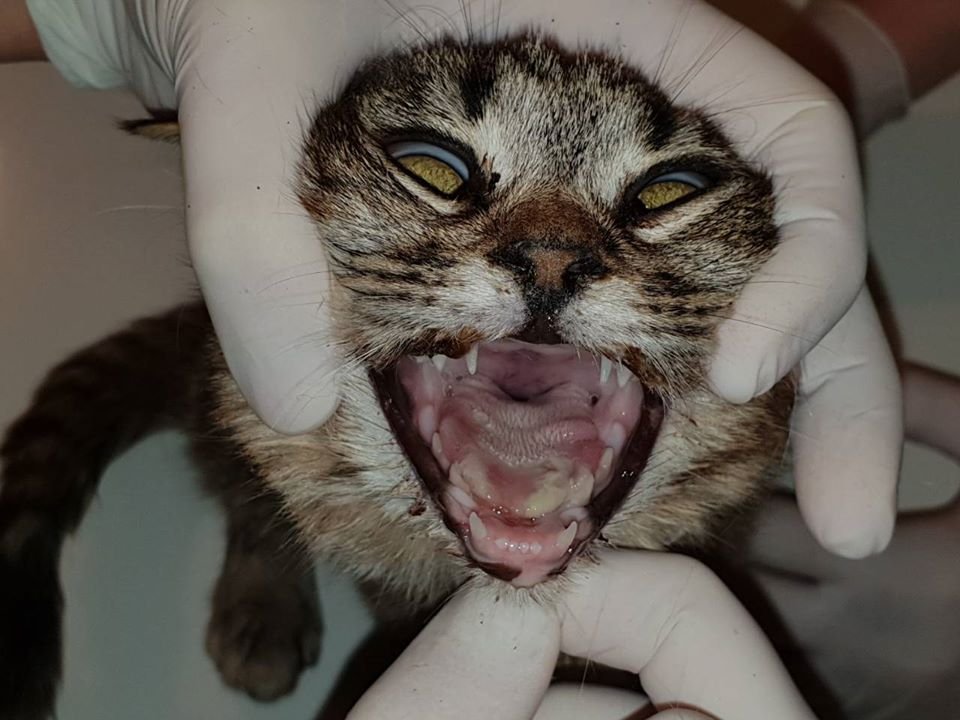 В Днепре больную кошку выкинули в завязанном пакете на улицу 1