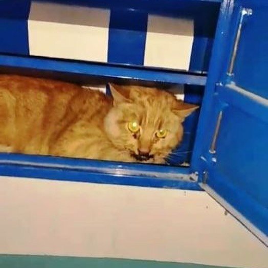 Котик прятался в почтовом ящике Котик прятался в почтовом ящике