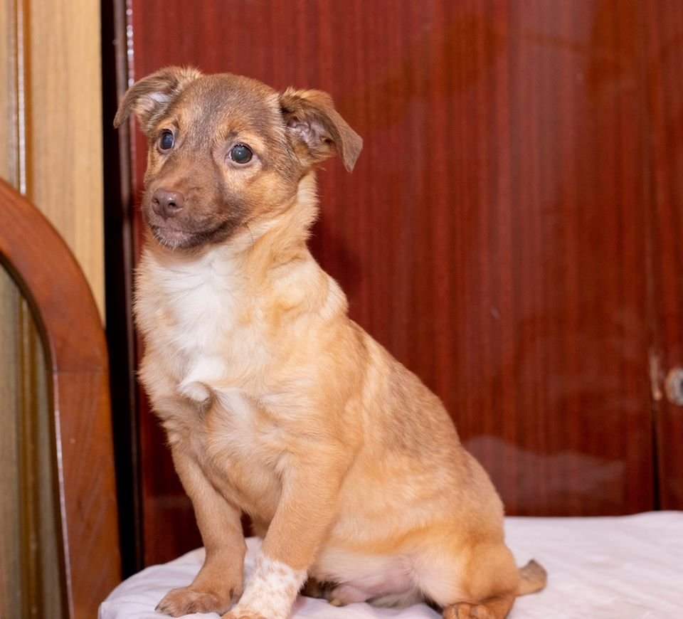 Подарите тепло и любовь: какие животные ищут дом в Днепре 1