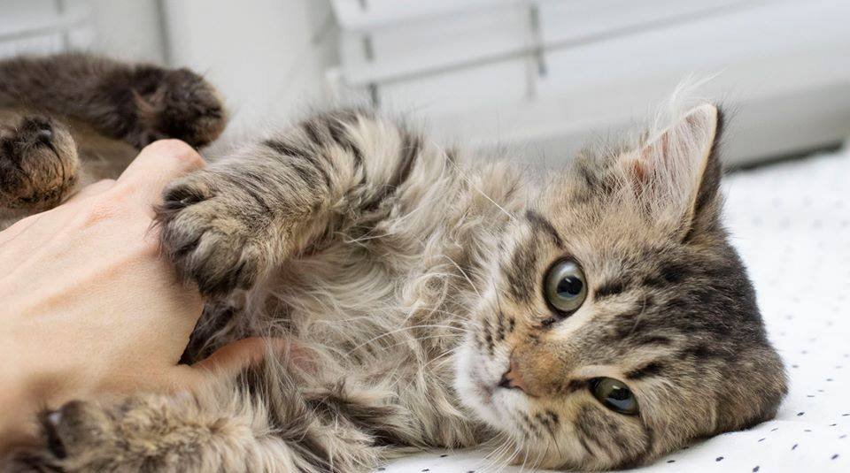 Подарите тепло и любовь: какие животные ищут дом в Днепре 2