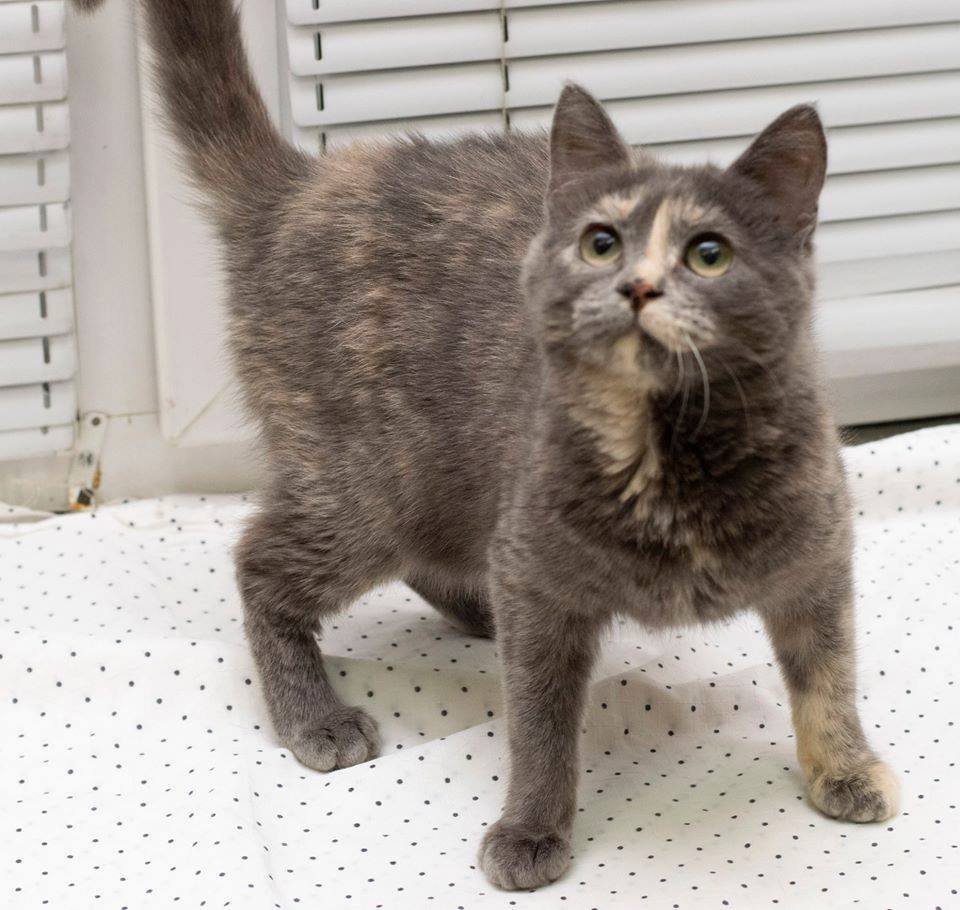 Подарите тепло и любовь: какие животные ищут дом в Днепре 3