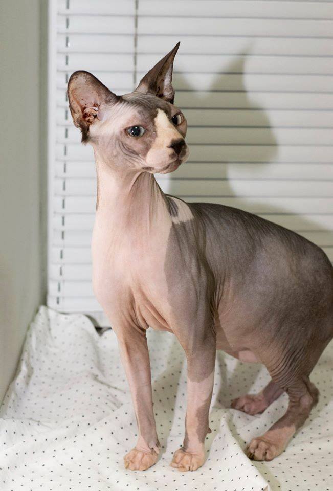 Подарите тепло и любовь: какие животные ищут дом в Днепре 4