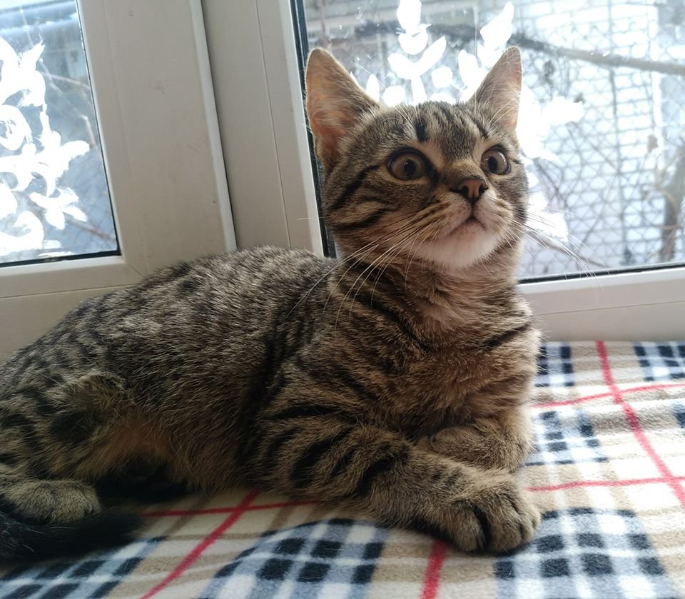 Подарите тепло и любовь: какие животные ищут дом в Днепре 5