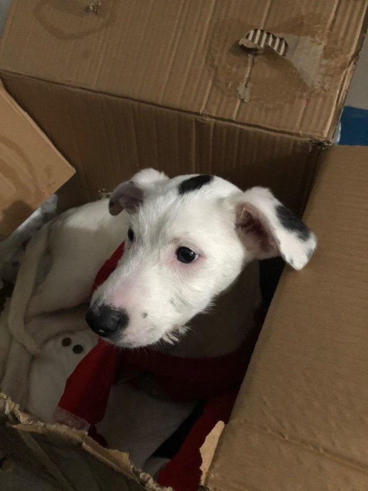 Подарите тепло и любовь: какие животные ищут дом в Днепре 6