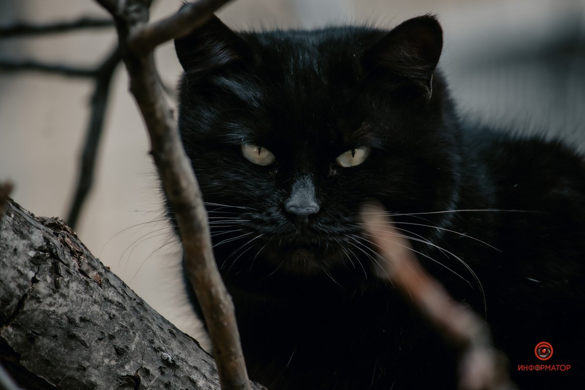 Днепр в лицах и мордочках Днепр в лицах и мордочках