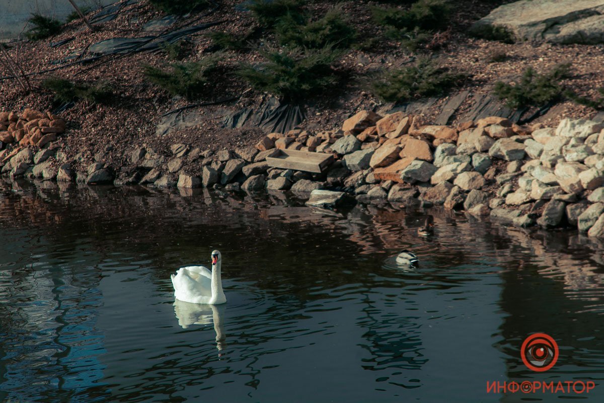 Лебеди не спеша рассекают зеркальную гладь Лебеди не спеша рассекают зеркальную гладь