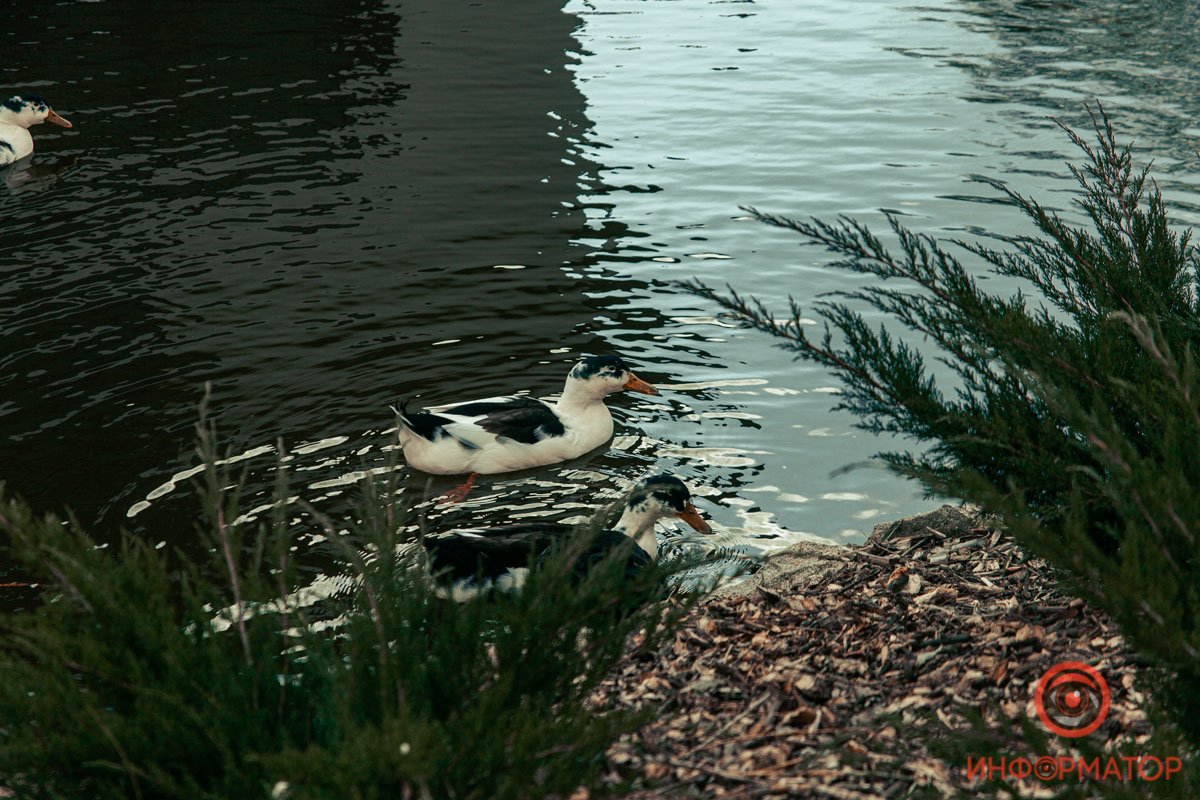 Птицы резво плавают, не боясь холодной воды Птицы резво плавают, не боясь холодной воды